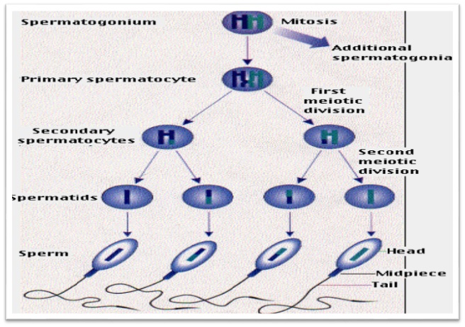 Process of spermatogenesis