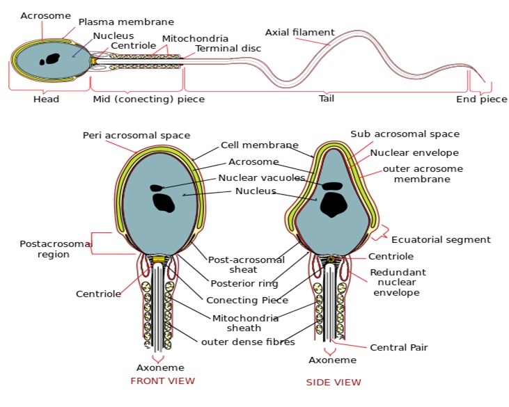 Structure of sperm