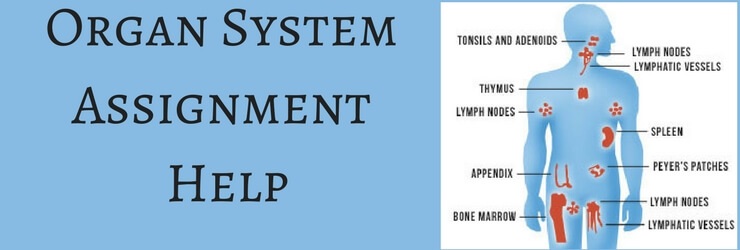 Organ system Assignment Help
